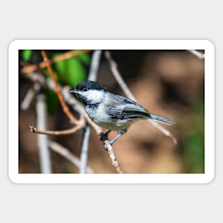 Chickadee Sticker